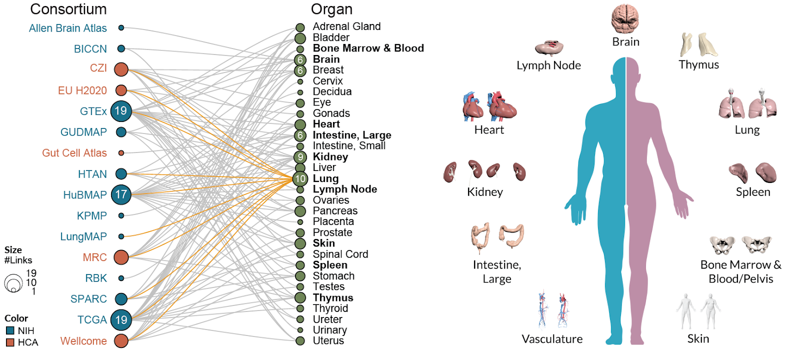 Human Reference Atlas Charts Human Body at Single Cell Level – HuBMAP ...