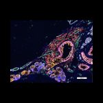 CellDIVE Image of a Healthy Lung