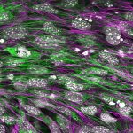 Molecules in Cytoskeleton Cells