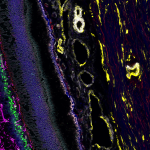 CODEX Image of a Retina