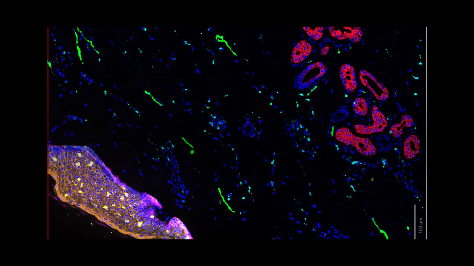 Cell DIVE Image of Organ Mapping